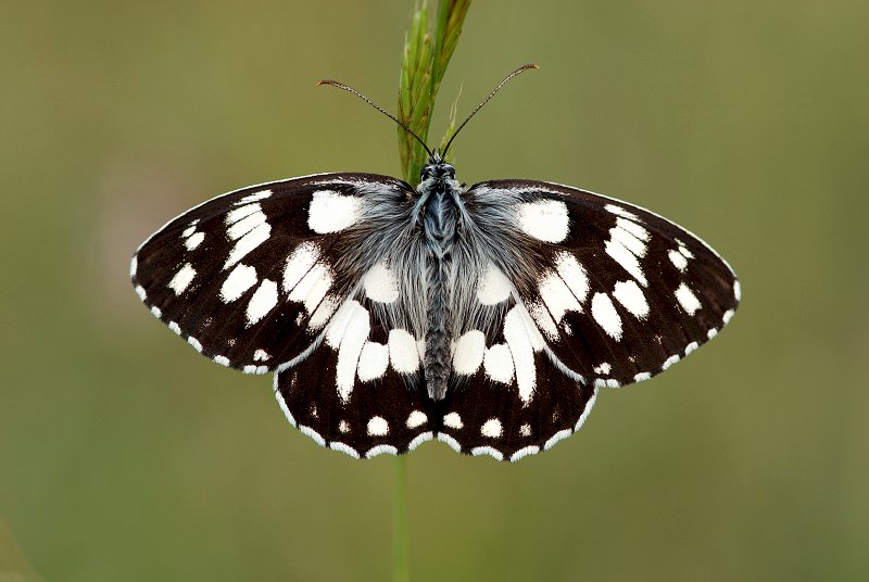 Melanargia galathea